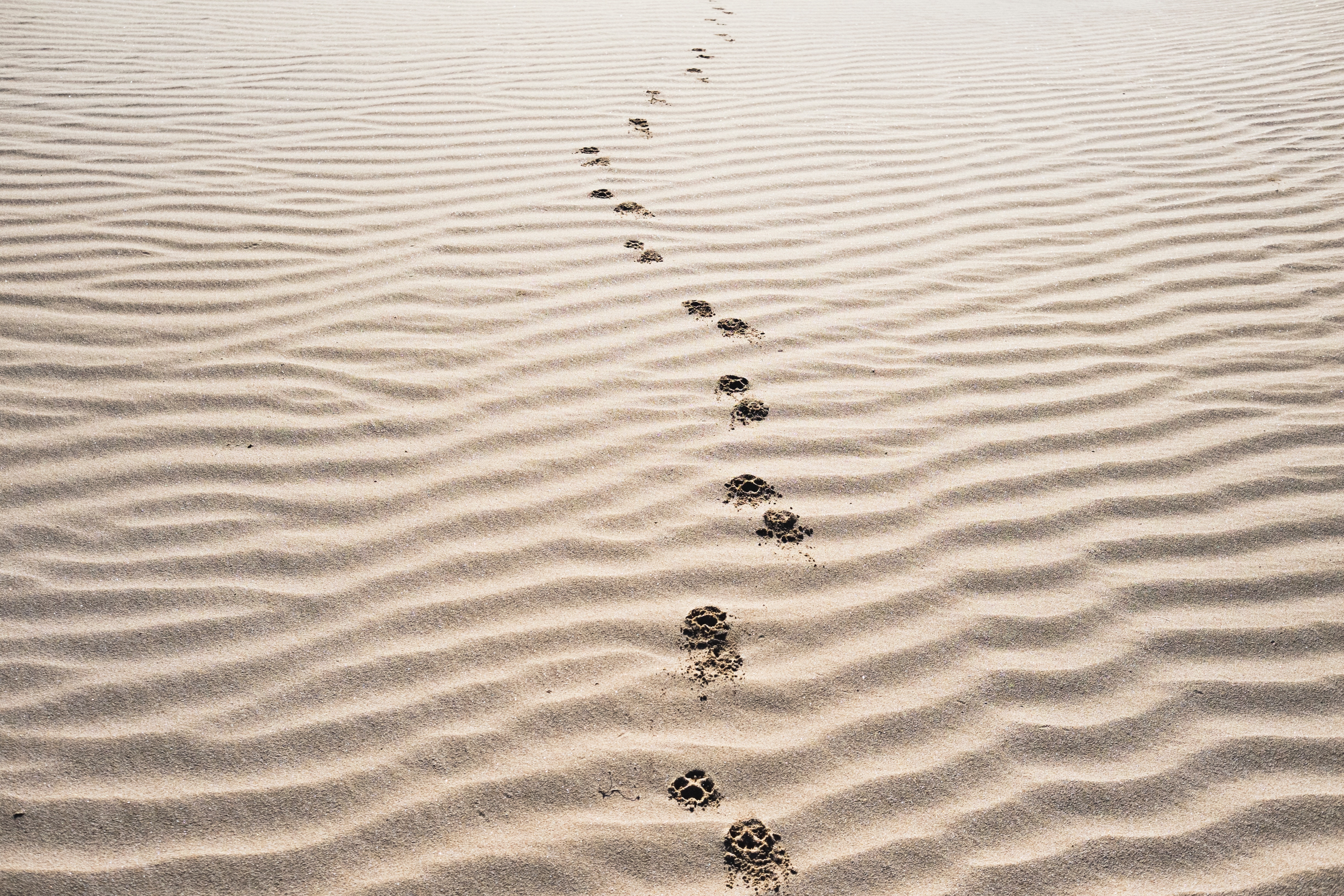 Following Jesus